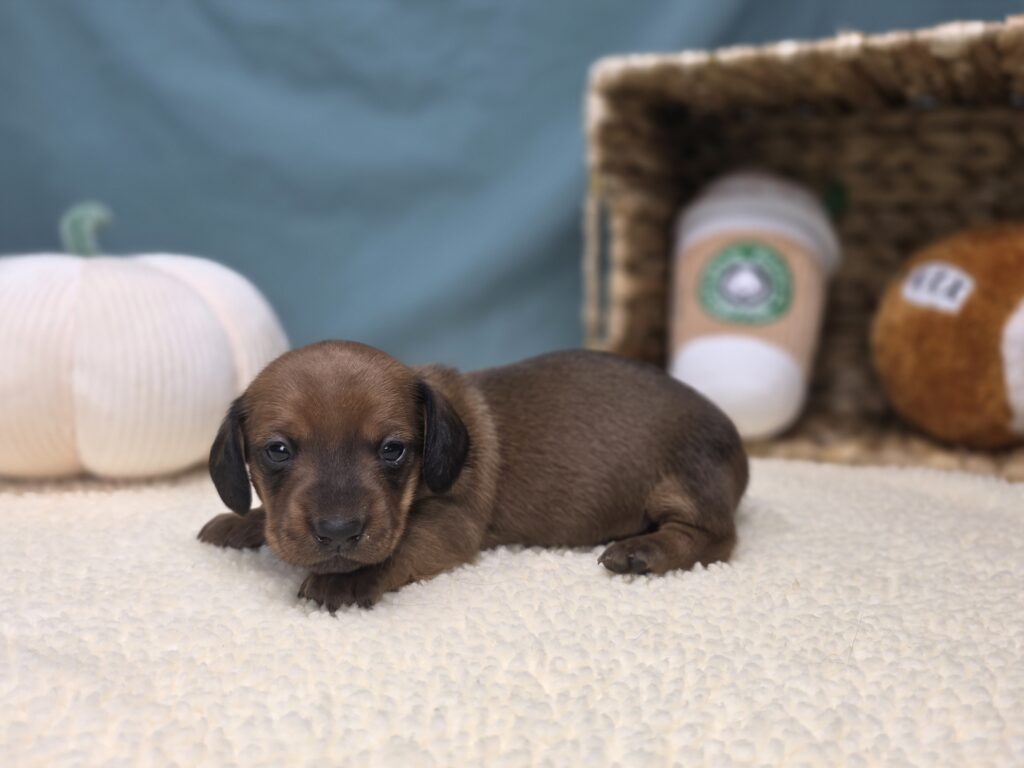 [#251040-03]  - Wild Boar F Dachshund Puppies For Sale