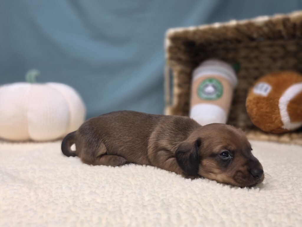 Maisie - Dachshund - Image 5