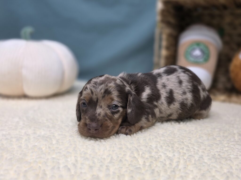 Hattie - Dachshund - Image 2