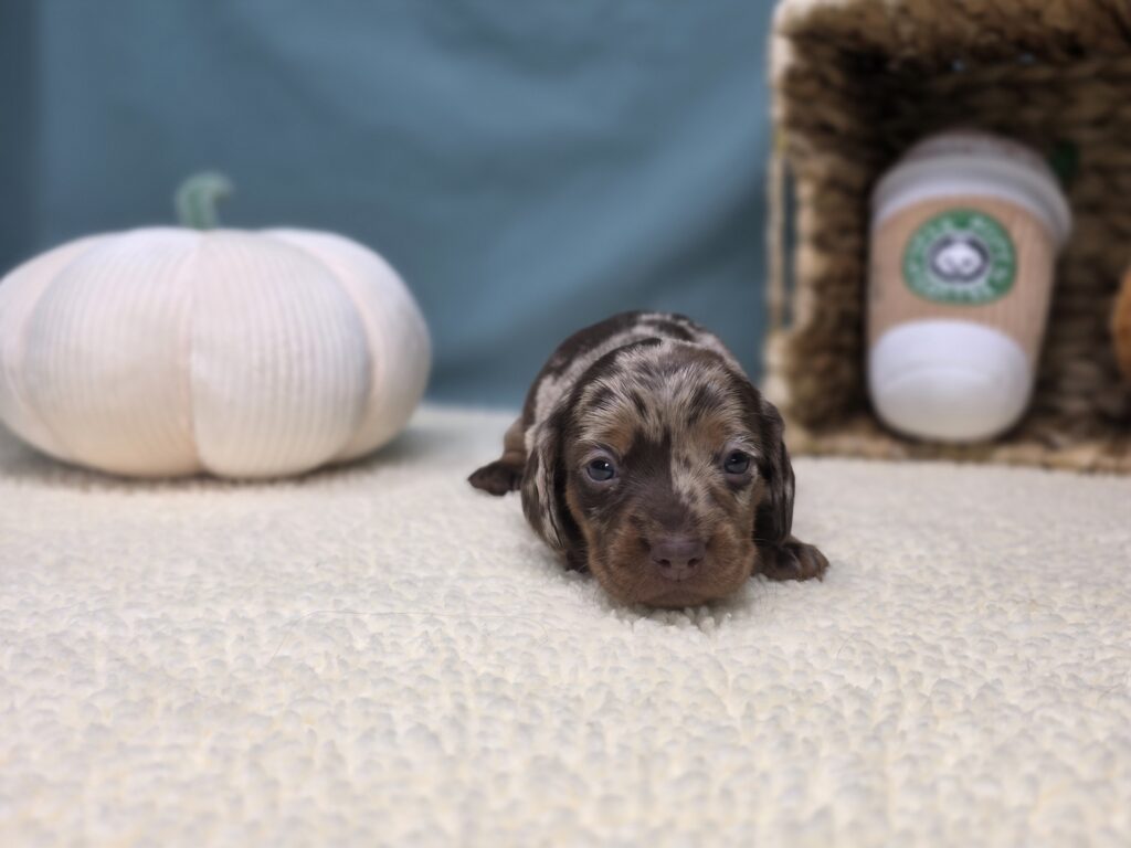 Hattie - Dachshund - Image 4