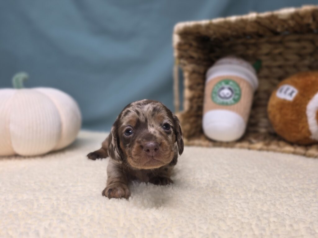 Hattie - Dachshund - Image 3