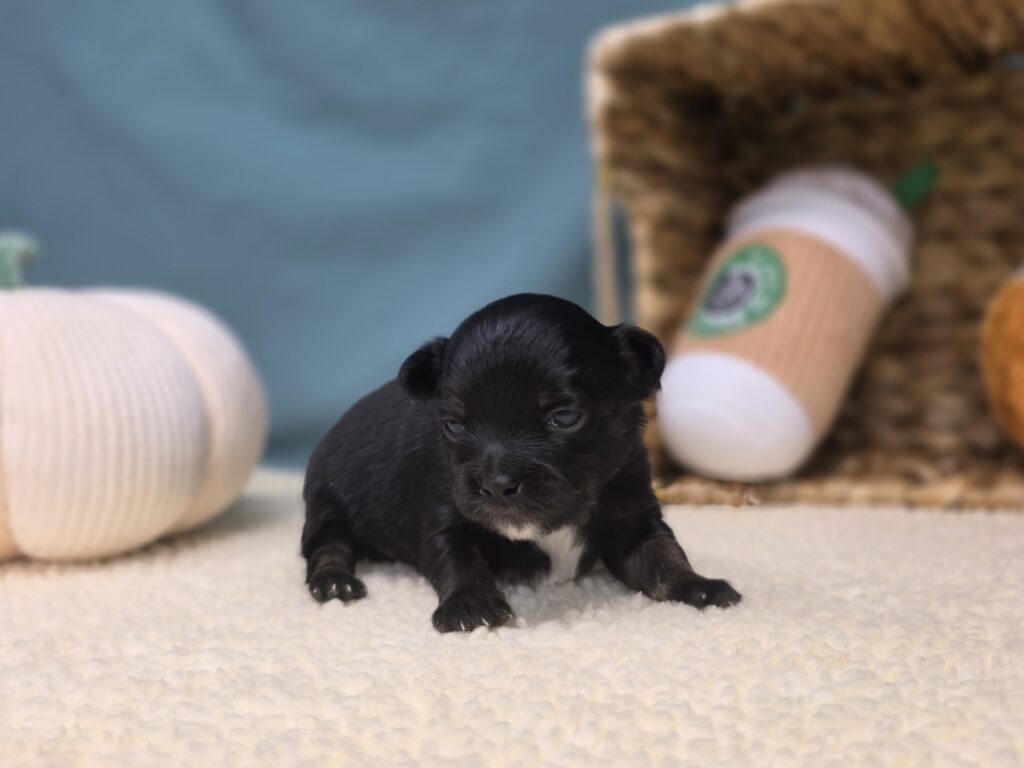 [#251039-01]  - Black M Chihuahua Puppies For Sale