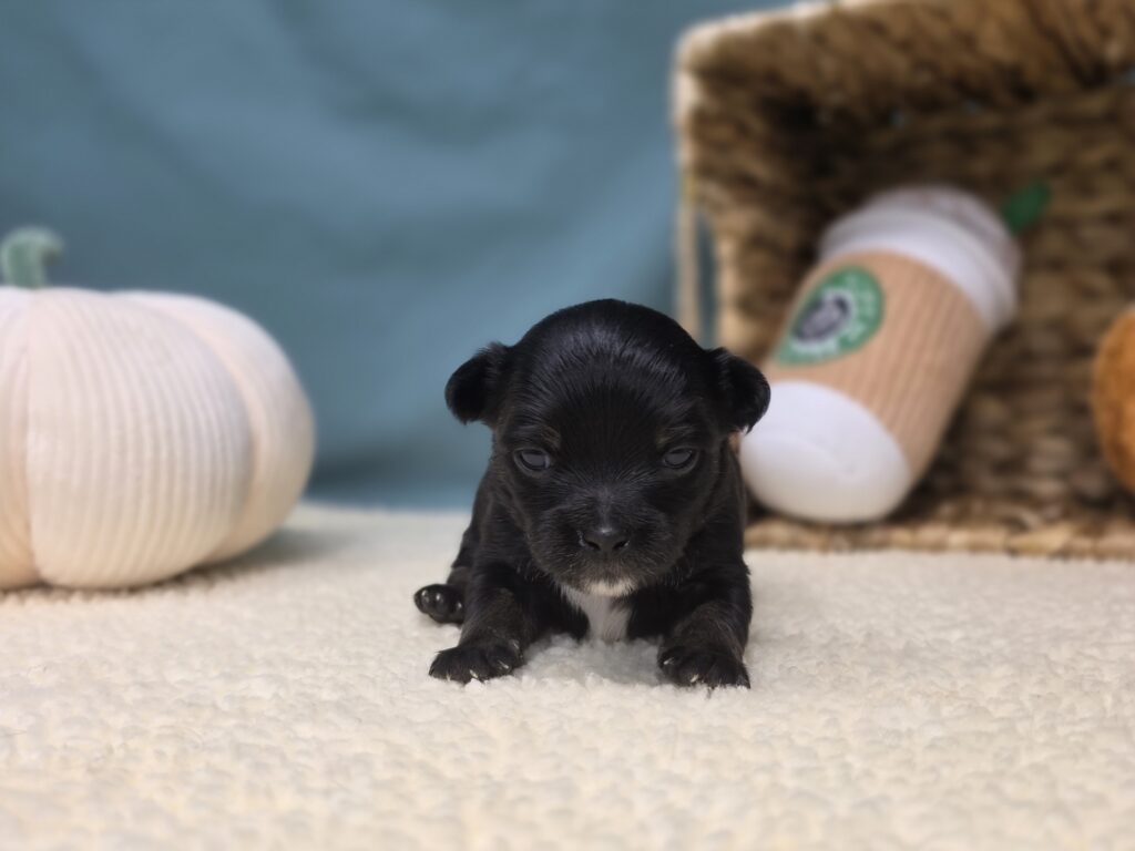 Louie  - Chihuahua - Image 2