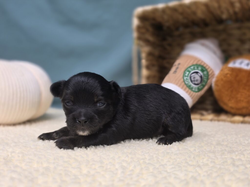 Louie  - Chihuahua - Image 4