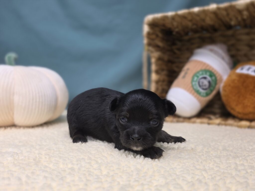 Louie  - Chihuahua - Image 3