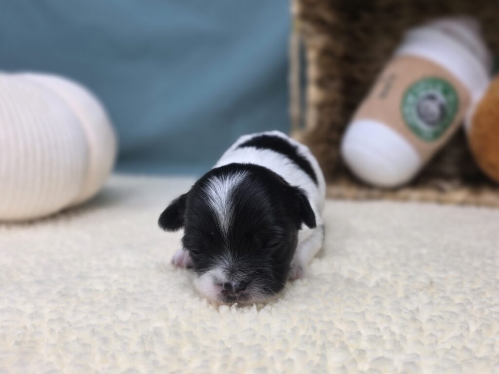 Lola - Chihuahua - Image 2