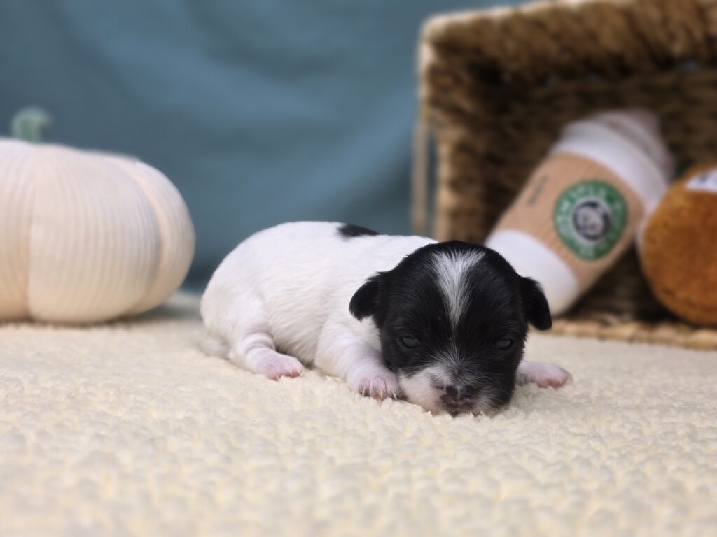 [#251039-03]  - White F Chihuahua Puppies For Sale