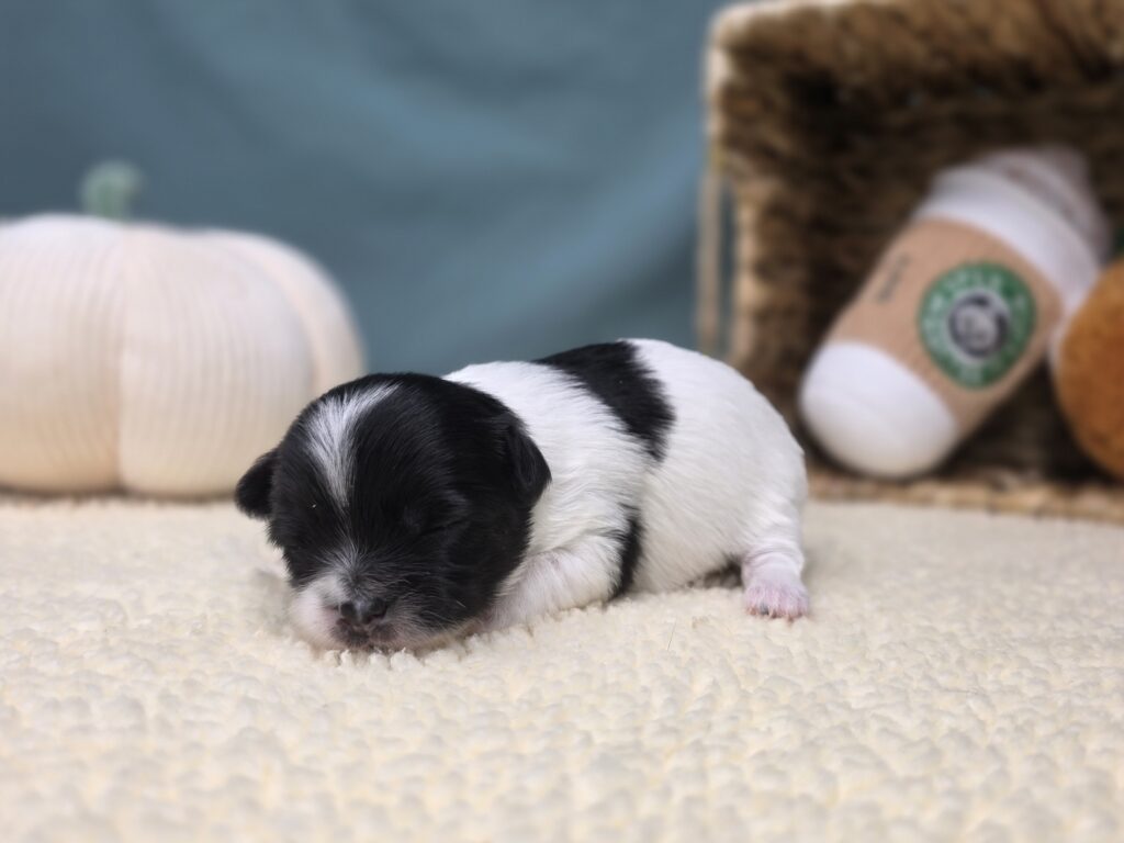 Lola - Chihuahua - Image 3