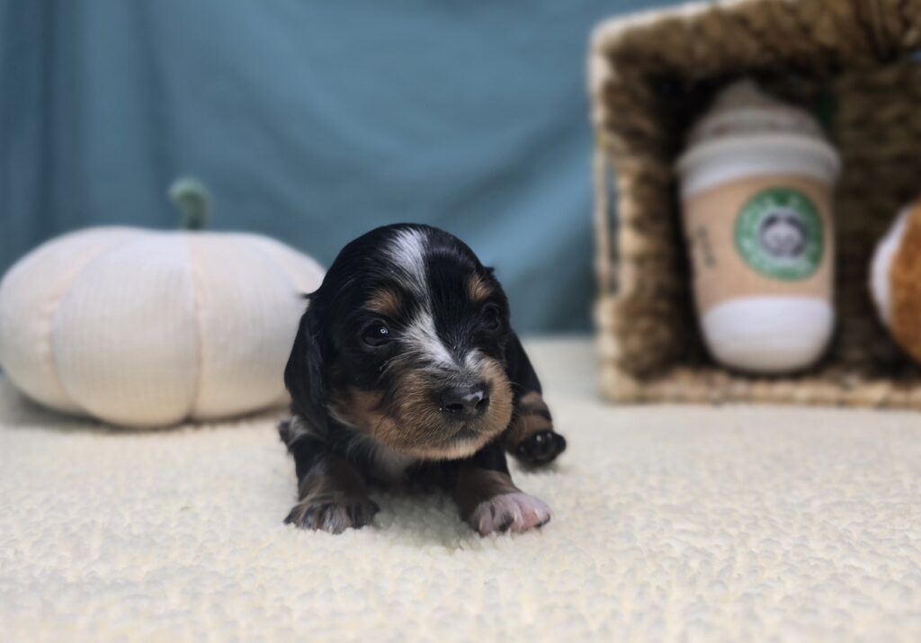 Dottie - Dachshund - Image 2