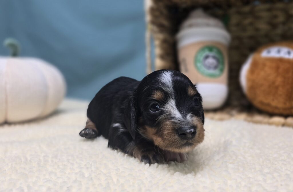 Dottie - Dachshund - Image 3