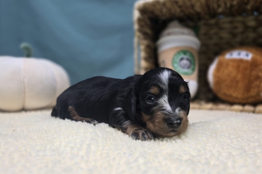 Dottie - Dachshund - Image 4