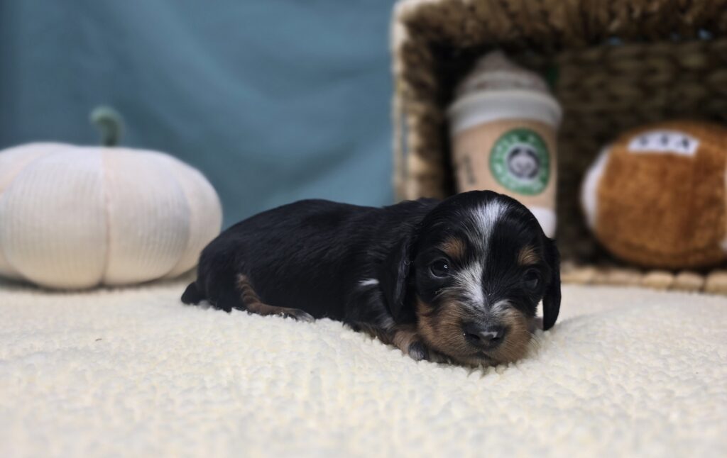 [#251041-02]  - Black / Tan F Dachshund Puppies For Sale