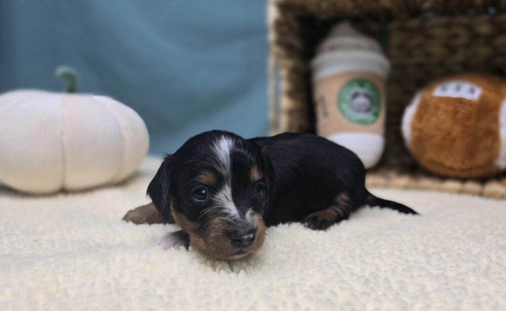 Dottie - Dachshund - Image 5