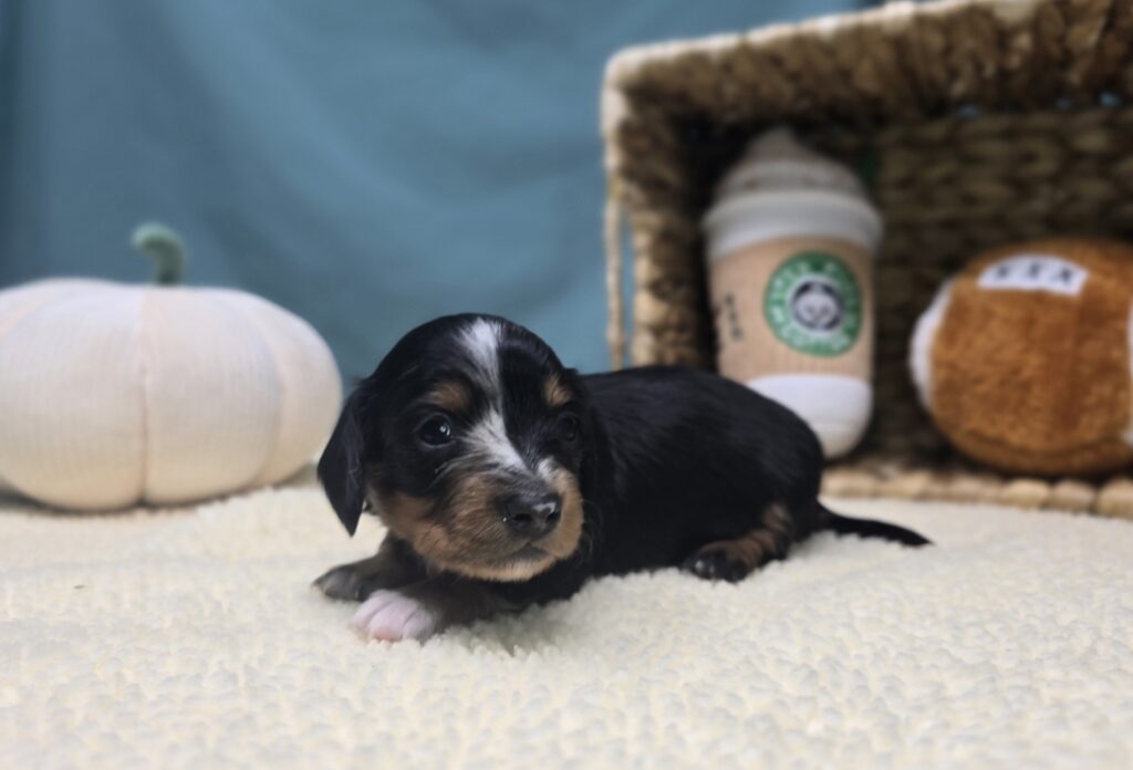 Dottie - Dachshund - Image 6