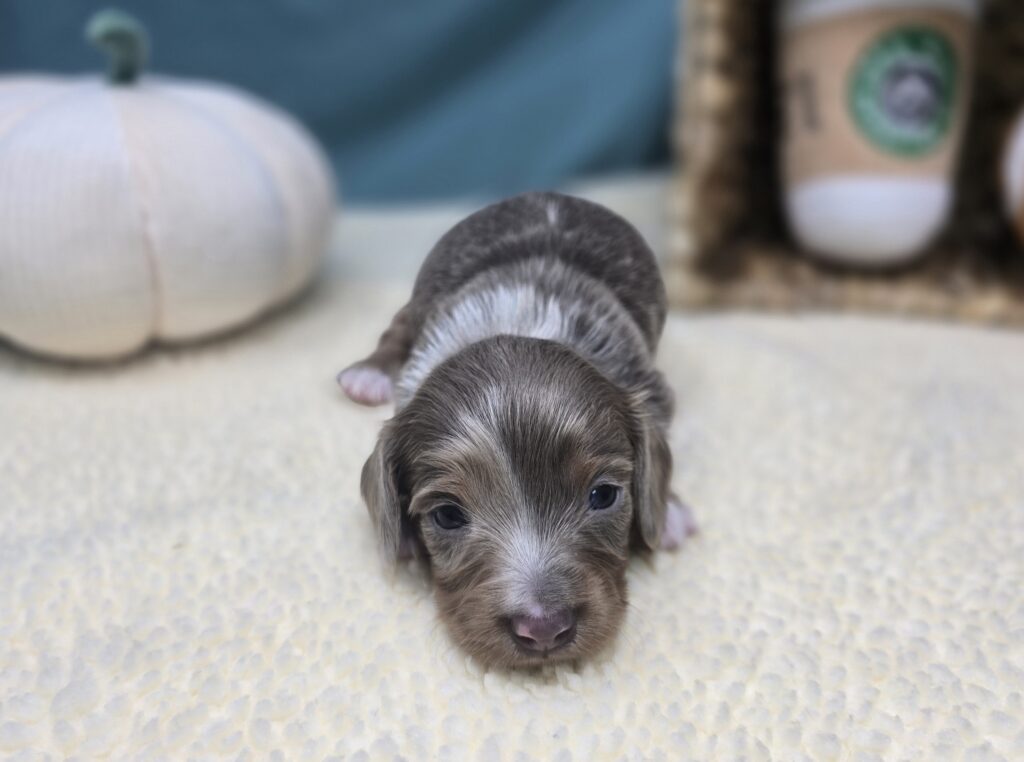 Lila - Dachshund - Image 2