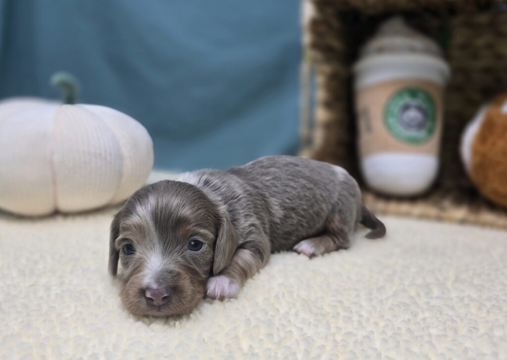 Lila - Dachshund - Image 5