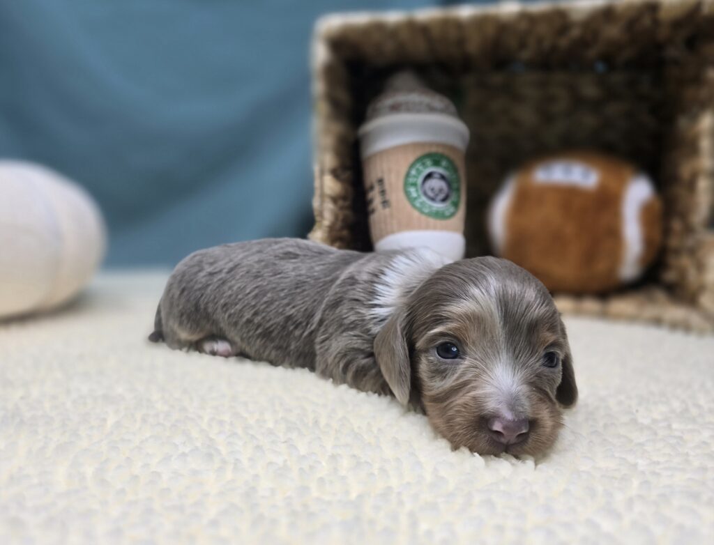Lila - Dachshund - Image 6