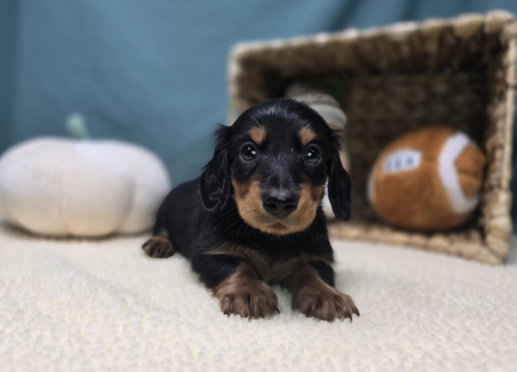 Rolo - Dachshund - Image 3