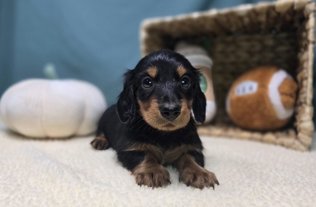 Rolo - Dachshund - Image 1