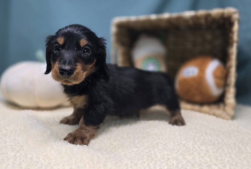 Rolo - Dachshund - Image 5