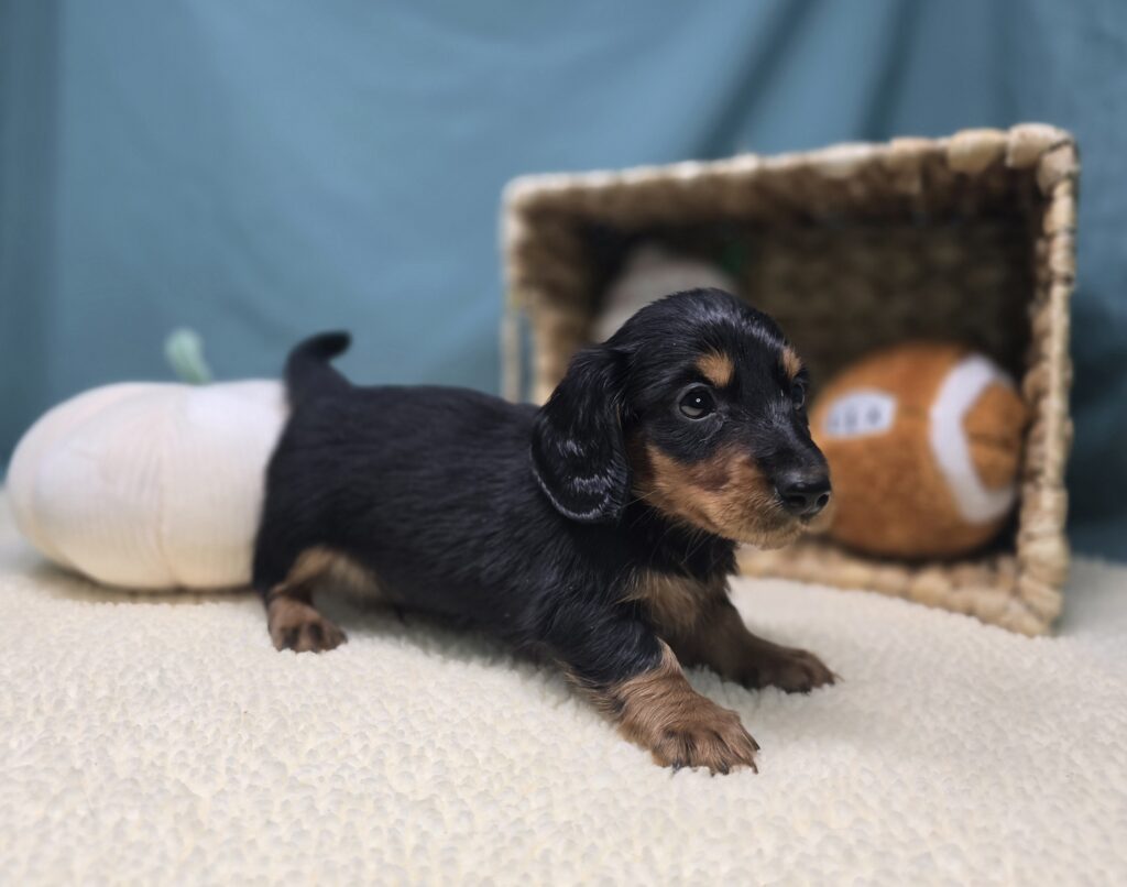Rolo - Dachshund - Image 2