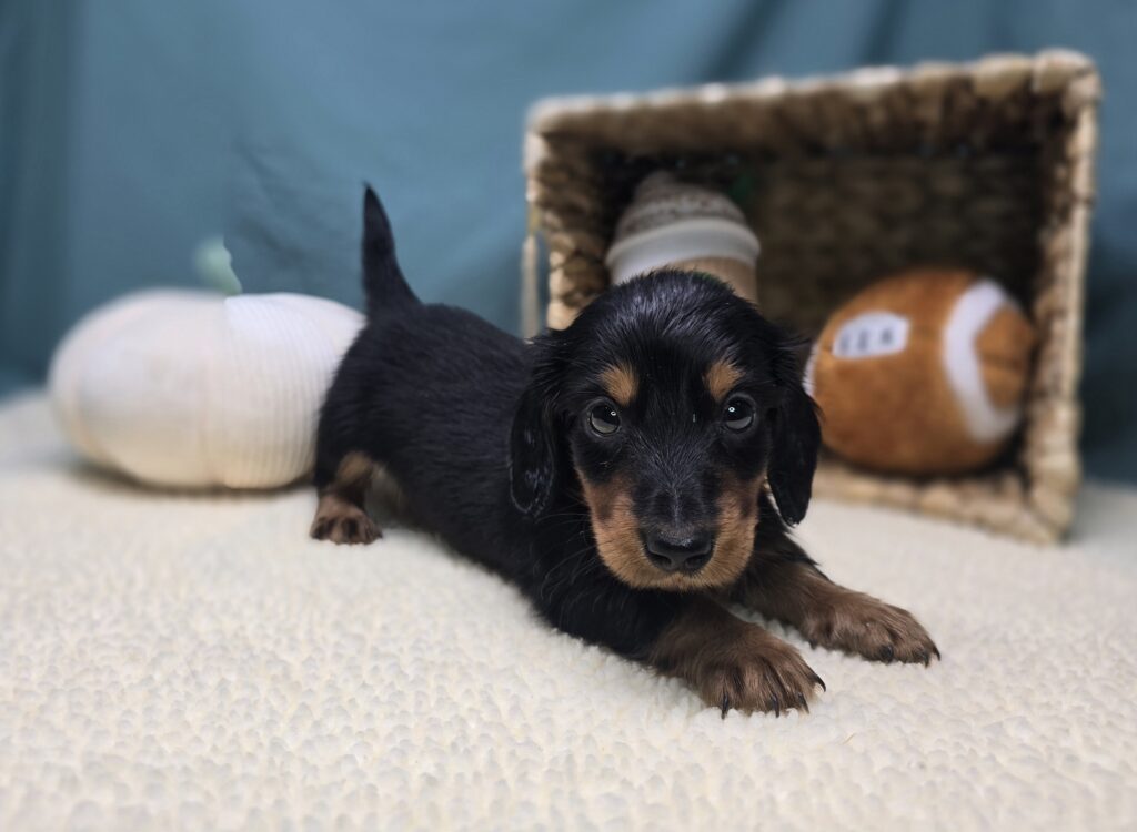 Rolo - Dachshund - Image 4