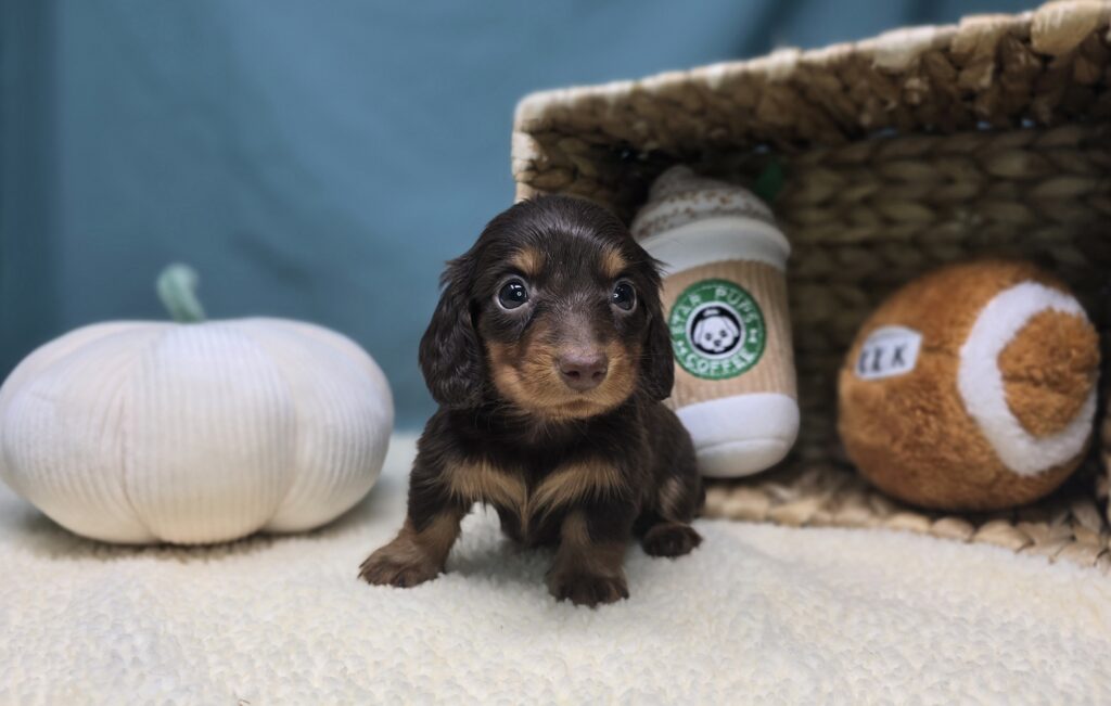 Henley - Dachshund - Image 1