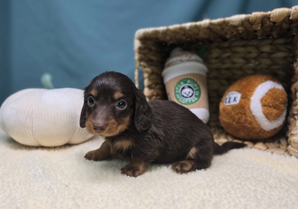Henley - Dachshund - Image 3
