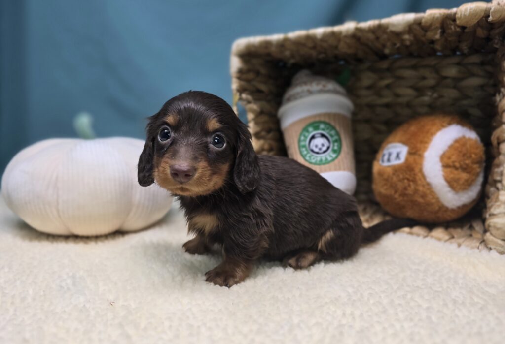 Henley - Dachshund - Image 5