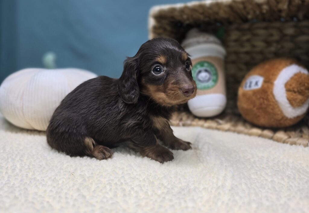 Henley - Dachshund - Image 4