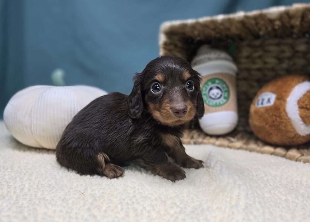 Henley - Dachshund - Image 6