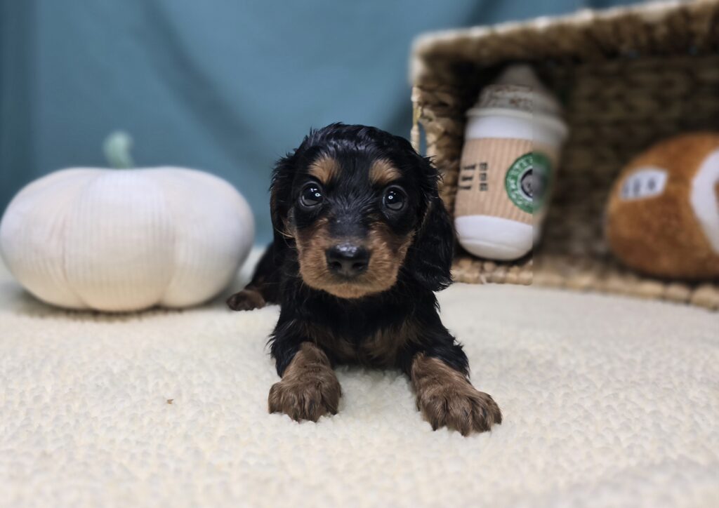 Margo - Dachshund - Image 2