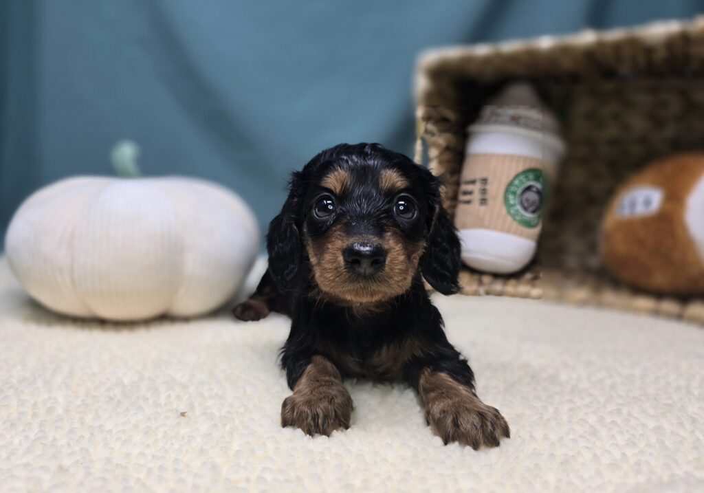 Margo - Dachshund - Image 3