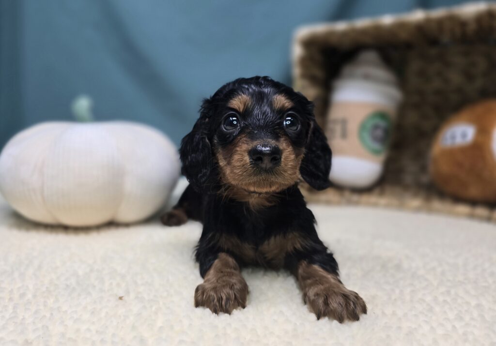 Margo - Dachshund - Image 1