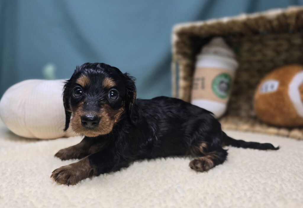 Margo - Dachshund - Image 4