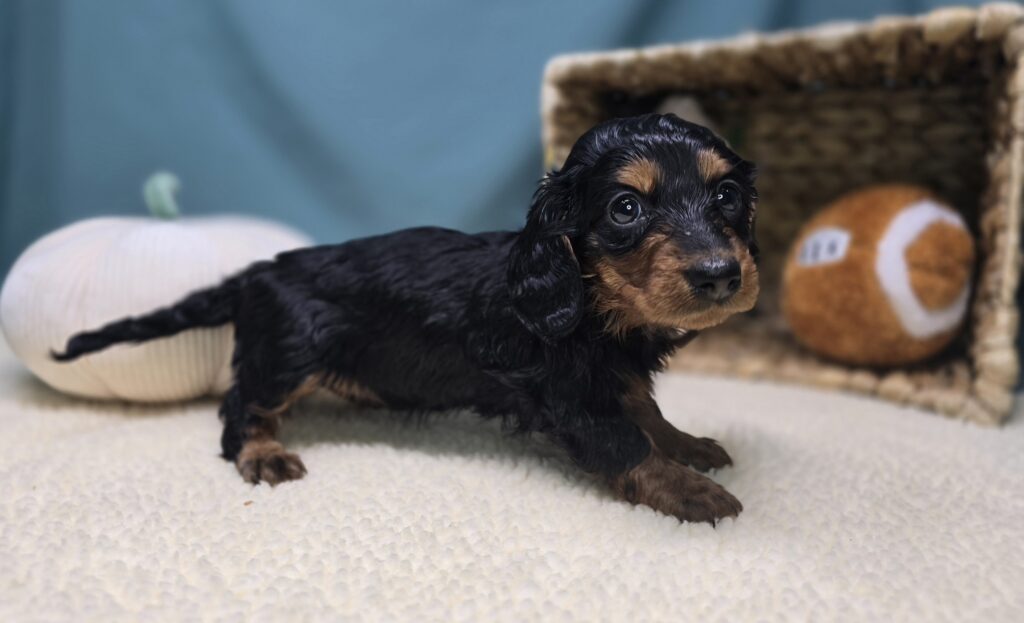 Margo - Dachshund - Image 5