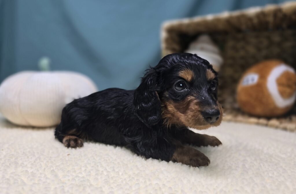 Margo - Dachshund - Image 6