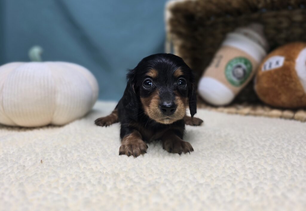 Rumi - Dachshund - Image 6
