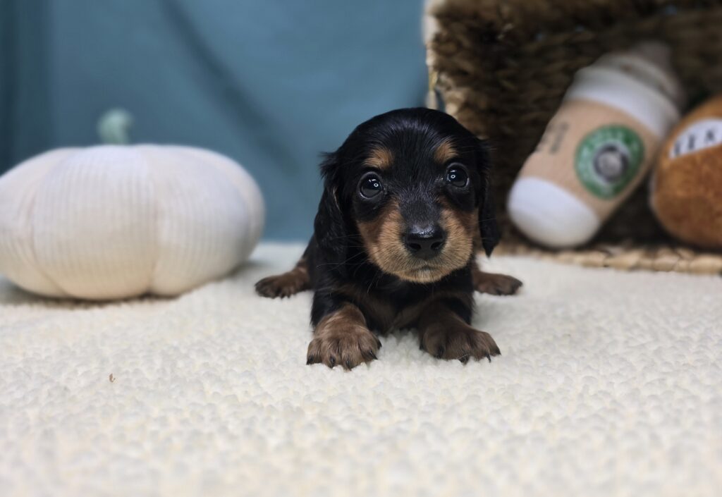 [#251017-04]  - Black / Tan F Dachshund Puppies For Sale