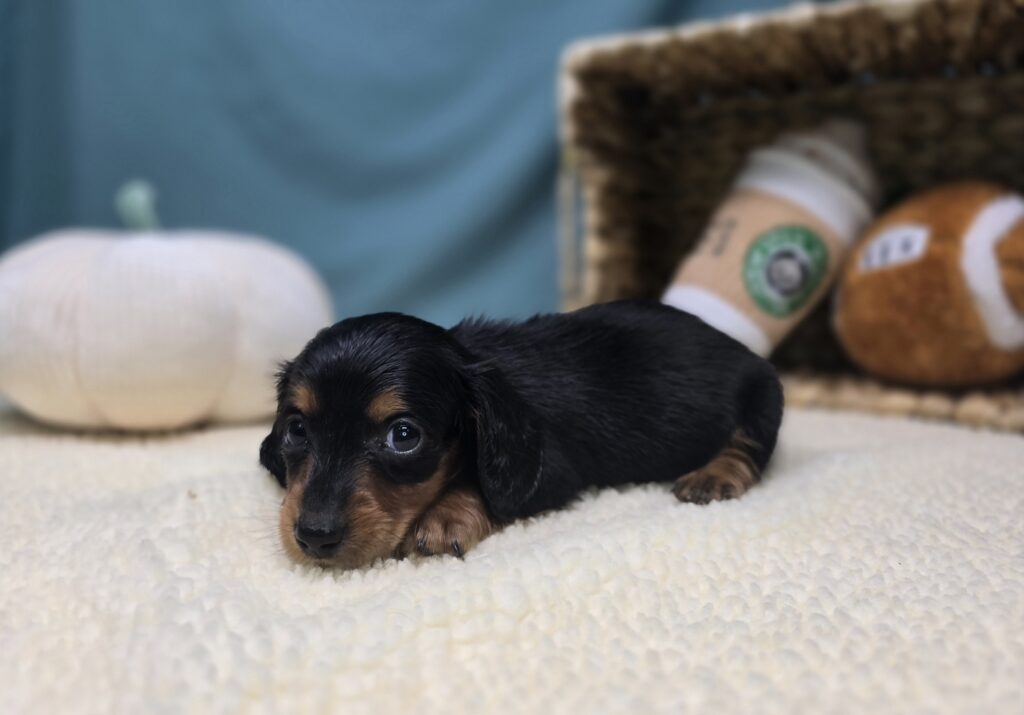 Rumi - Dachshund - Image 2