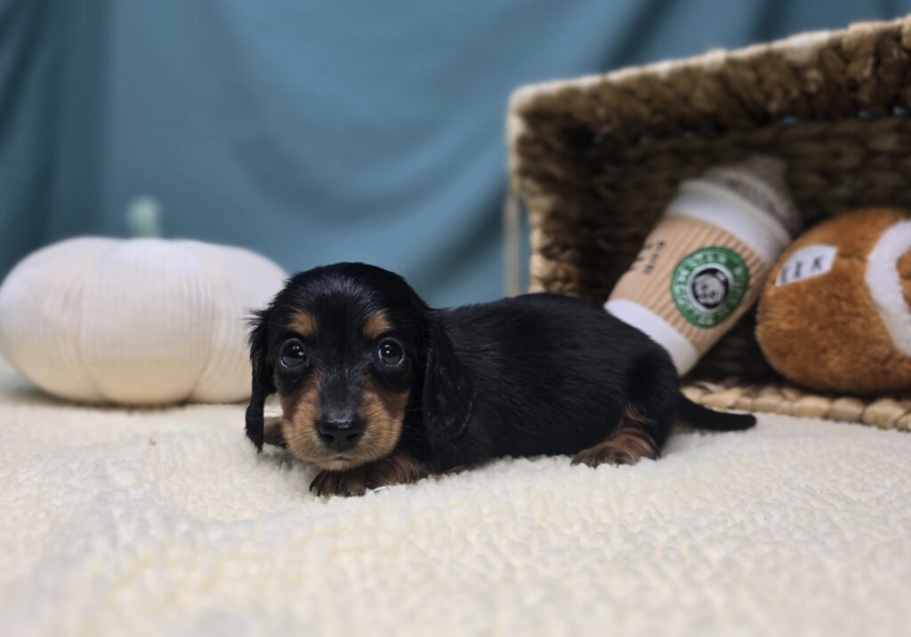 Rumi - Dachshund - Image 3