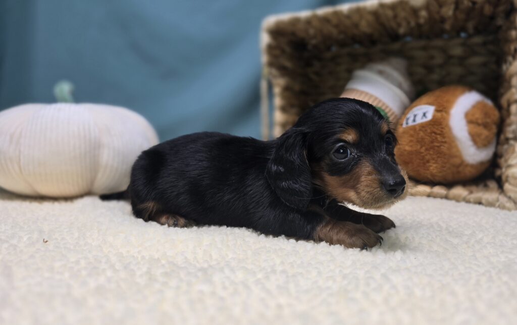 Rumi - Dachshund - Image 5