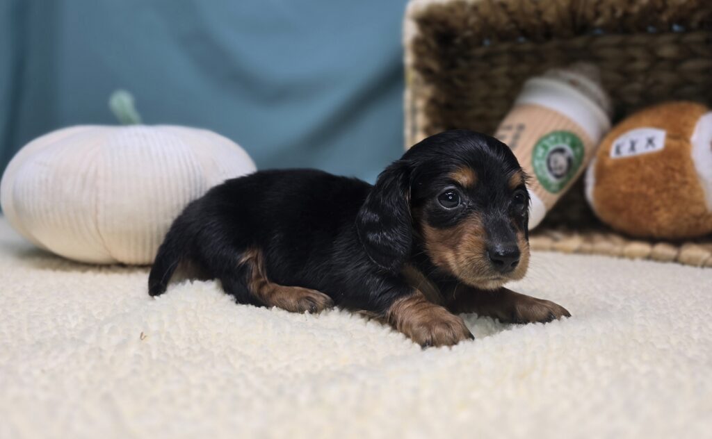 Rumi - Dachshund - Image 4
