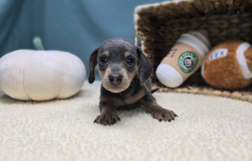 Asher - Dachshund - Image 2