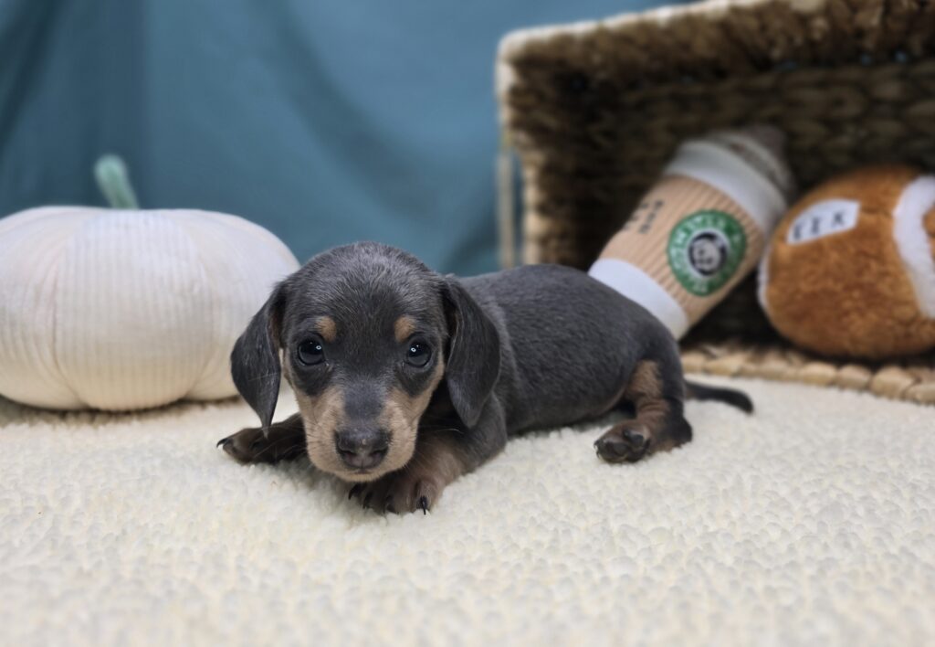 [#251016-01]  - Silver / Tan M Dachshund Puppies For Sale