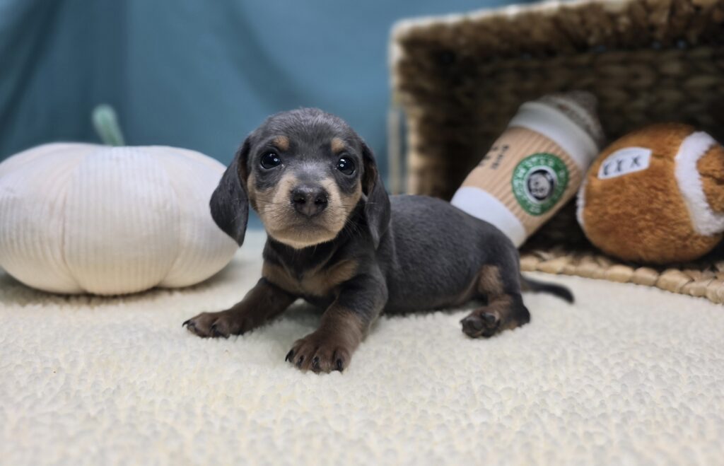 Asher - Dachshund - Image 5