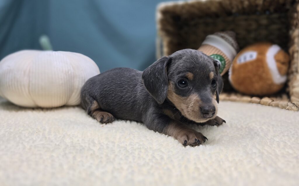 Asher - Dachshund - Image 4