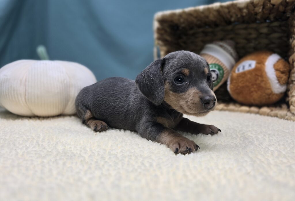 Asher - Dachshund - Image 3