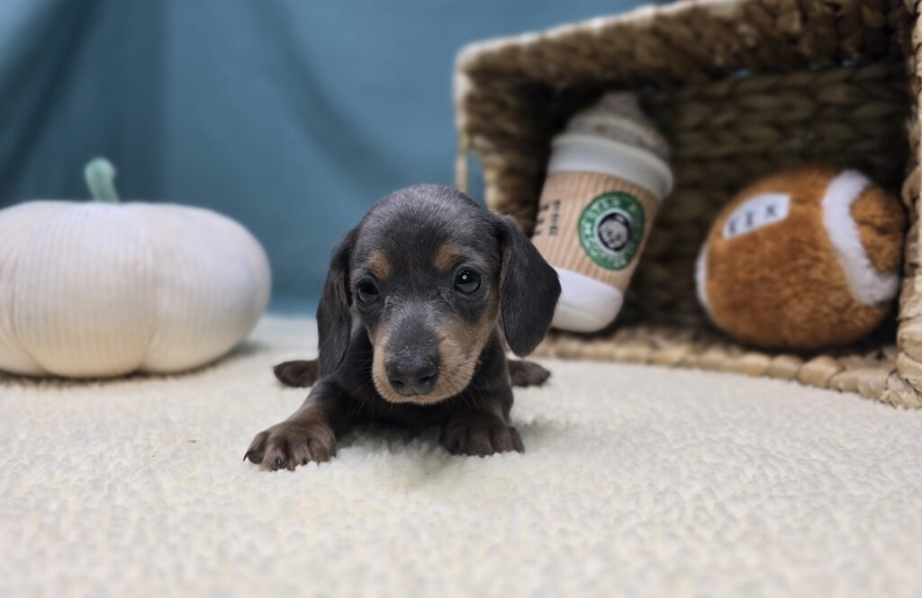 Nova - Dachshund - Image 2