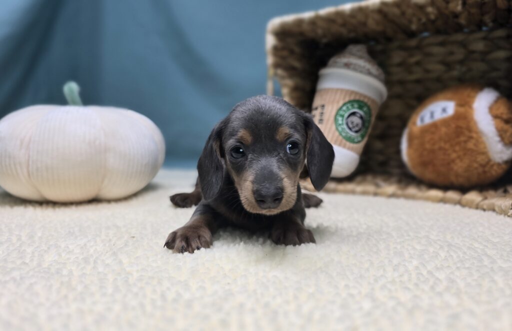 [#251016-02]  - Silver / Tan F Dachshund Puppies For Sale